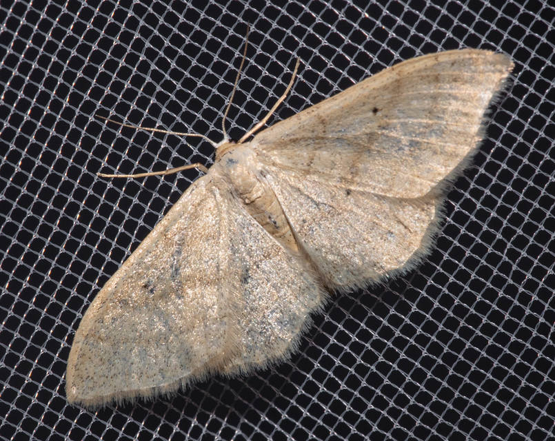 Idaea straminata - szalmasárga sávosaraszoló
