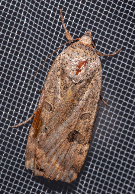 Noctua interposita - köztes sárgafűbagoly