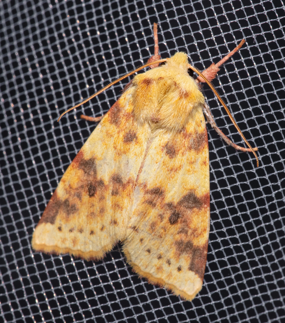 Cirrhia icteritia - nyárfa-sárgabagoly