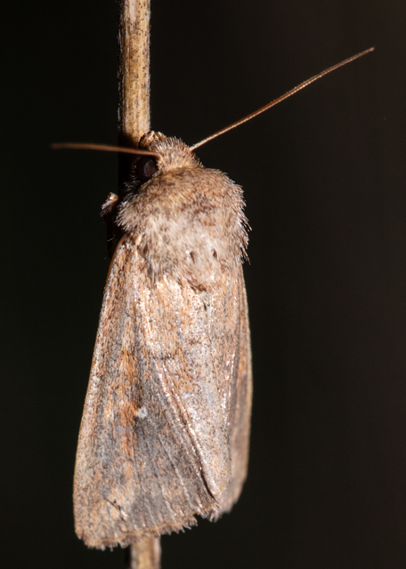 Mythimna albipuncta - fehérpettyes rétibagoly