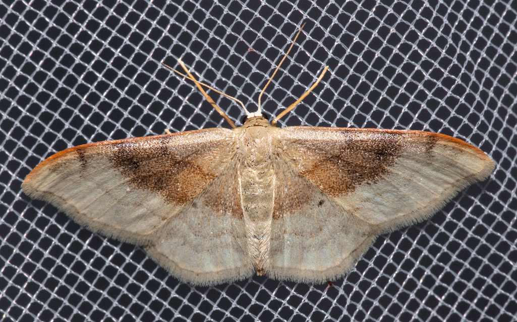 Idaea degeneraria - barnasávos araszoló