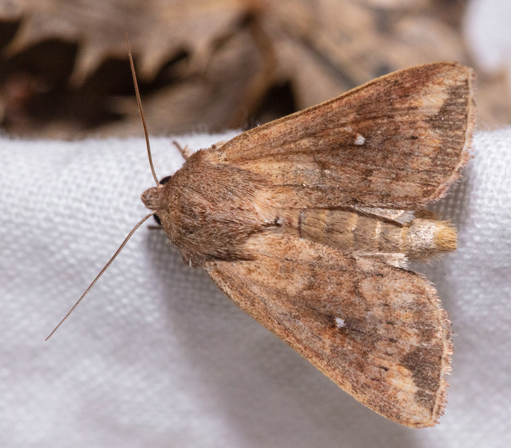 Mythimna albipuncta - fehérpettyes rétibagoly