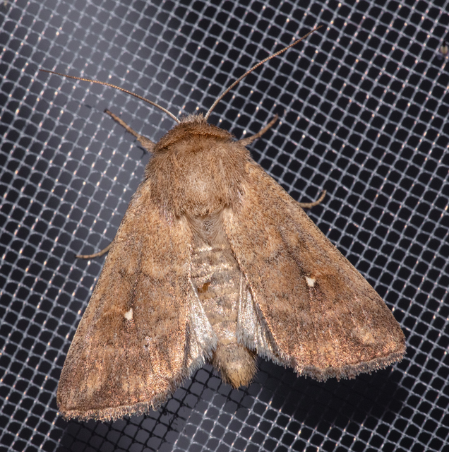 Mythimna albipuncta - fehérpettyes rétibagoly