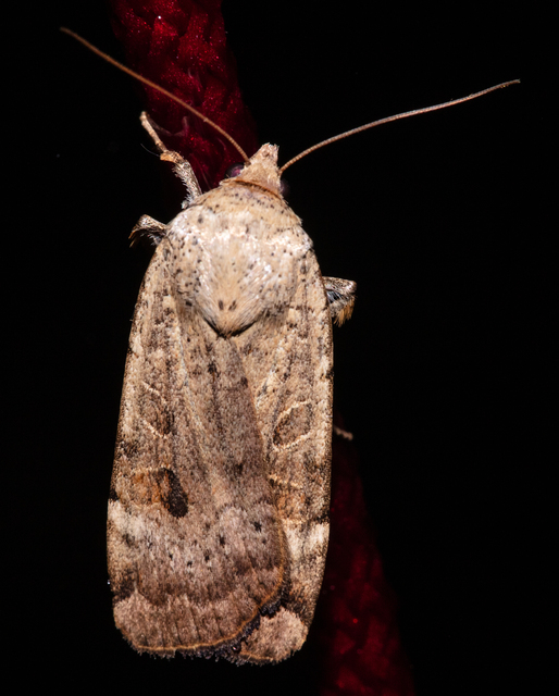 Noctua interposita - köztes sárgafűbagoly