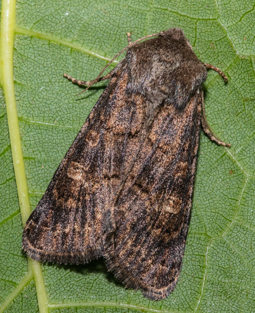 Tholera cespitis - sötét fésűsbagoly