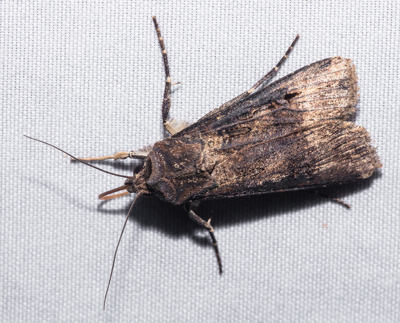 Agrotis ipsilon - nagy földibagoly