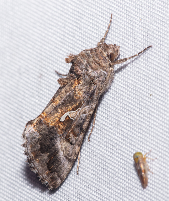 Autographa gamma - gammalepke