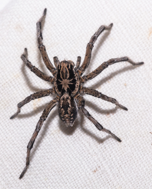 Geolycosa vultuosa - pokoli cselőpók