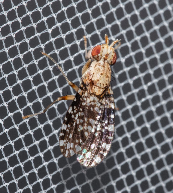Trypetoptera punctulata - pirosszemű szarvaslégy