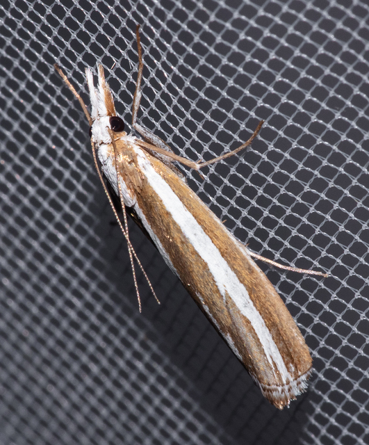 Catoptria fulgidella - villámmintás fűgyökérmoly