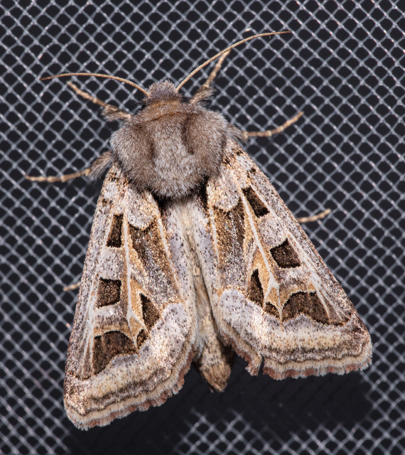 Episema glaucina - fogasjegyű liliombagoly