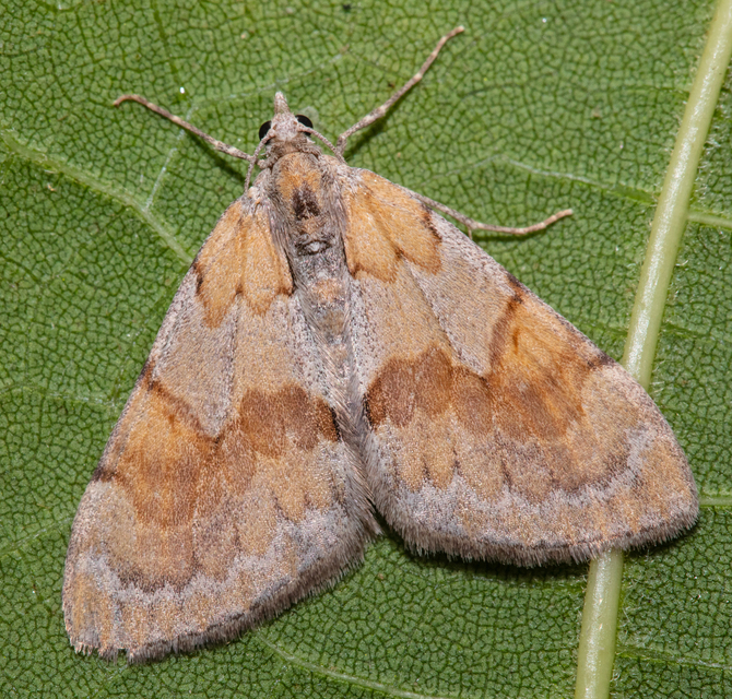 Pennithera firmata - sárgásvörös fenyőaraszoló