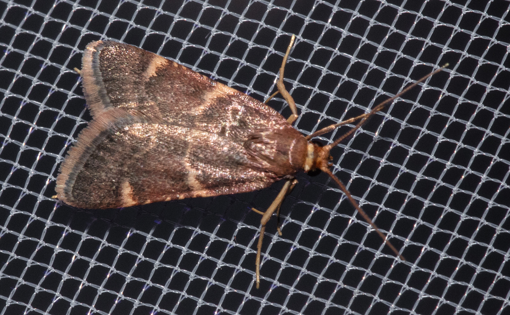 Pyralis perversalis - pusztai fényilonca