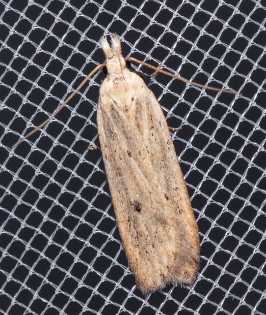 Nothris verbascella - okkersárga sarlósmoly