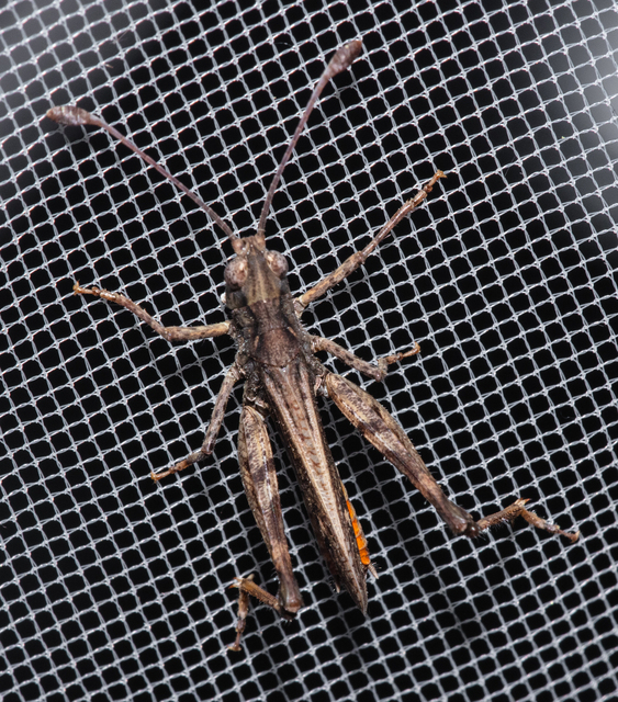 Myrmeleotettix antennatus - homoki bunkóscsápúsáska