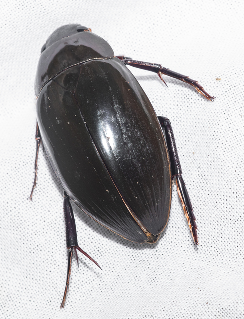 Hydrophilus piceus - közönséges óriáscsibor