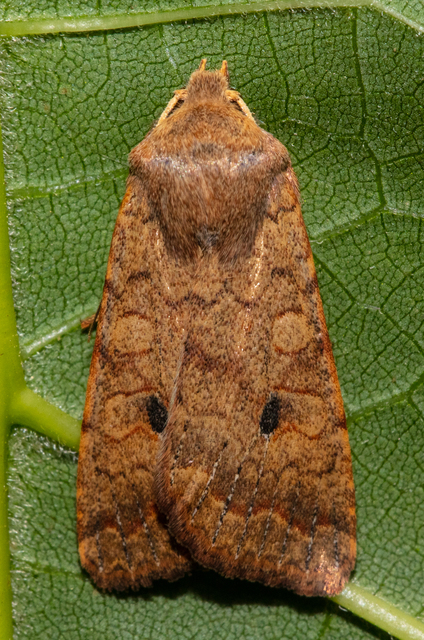 Sunira circellaris - okkersárga őszibagoly
