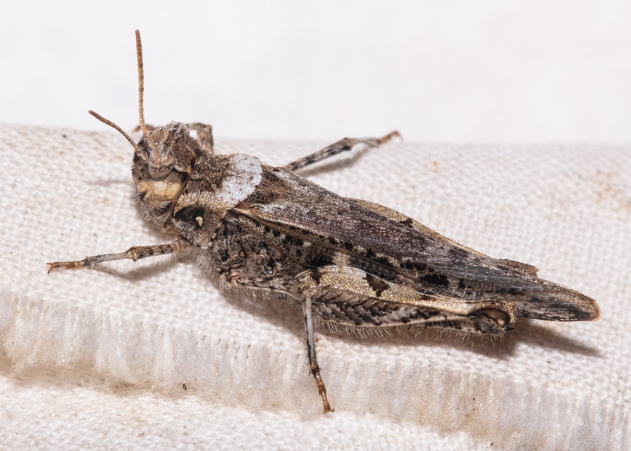 Acrotylus insubricus - önbeásósáska