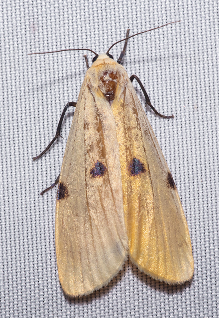 Lithosia quadra - négypettyes zuzmószövő