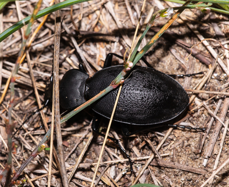 Carabus coriaceus - bőrfutrinka