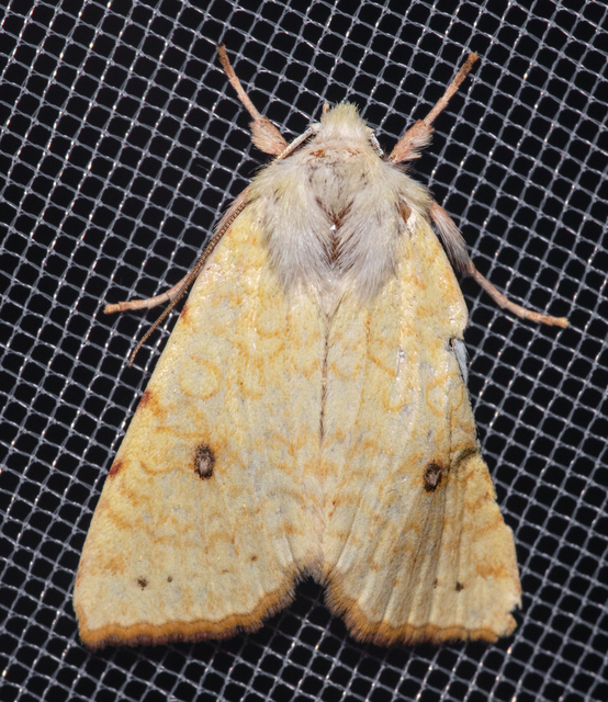Cirrhia icteritia - nyárfa-sárgabagoly
