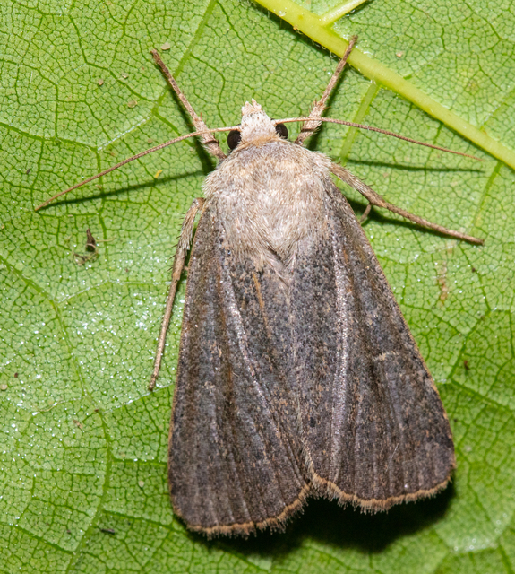 Xestia xanthographa - tarka fűbagoly