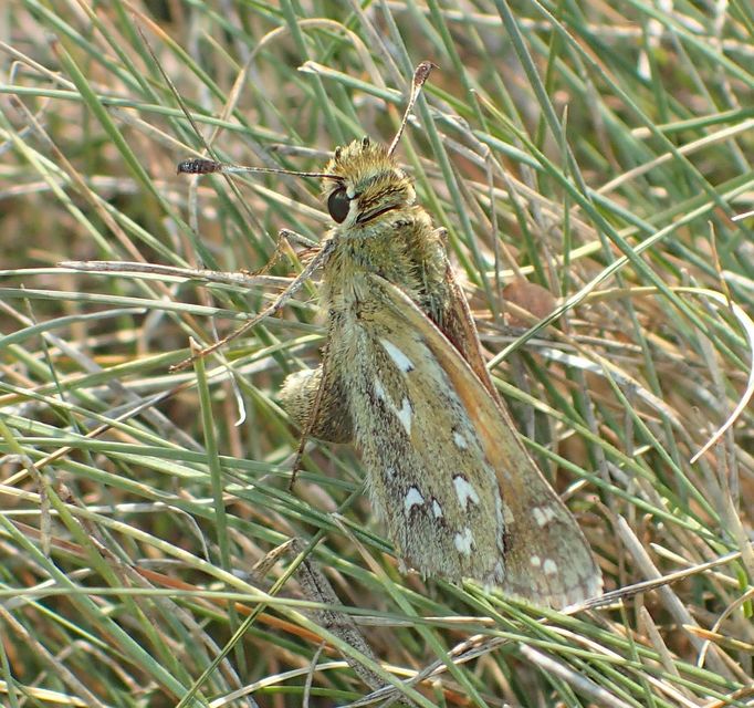 Hesperia comma - vesszős busalepke