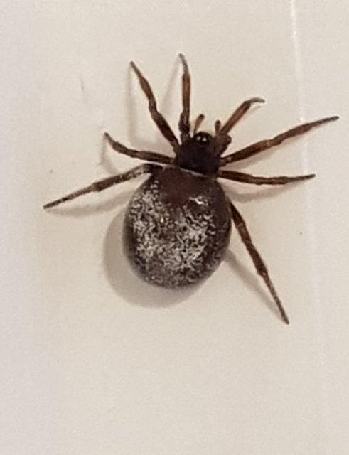 Steatoda bipunctata - kétpettyes faggyúpók