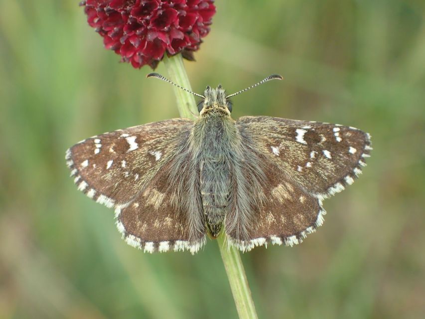 Pyrgus armoricanus - feles busalepke