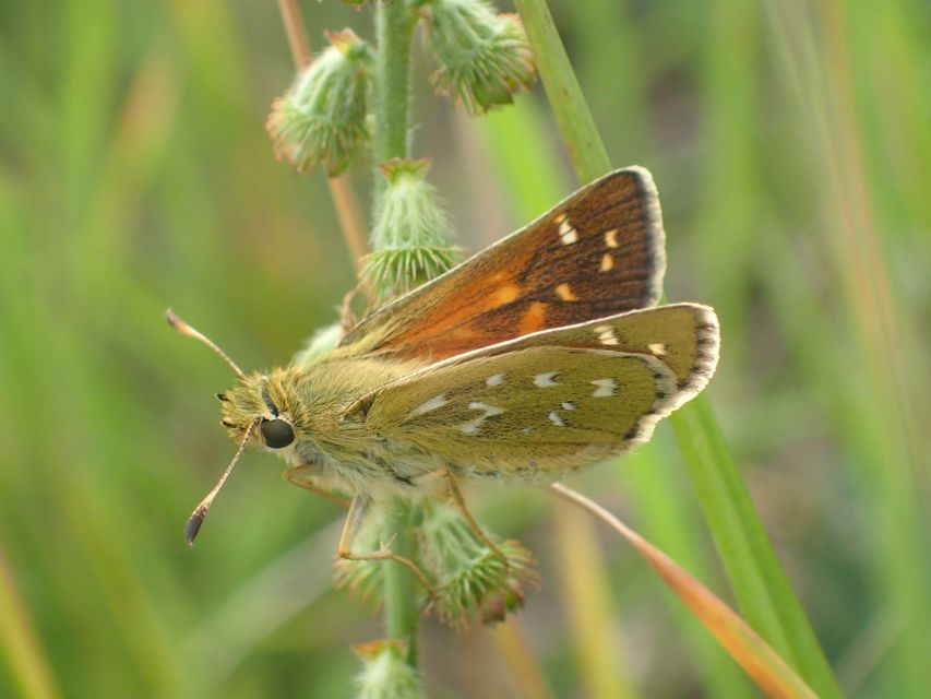 Hesperia comma - vesszős busalepke