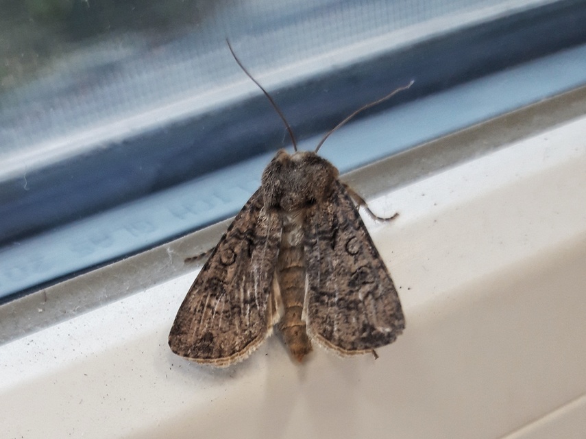 Agrotis segetum - vetési földibagoly