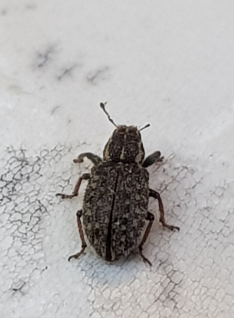 Sitona hispidulus - szőrös csipkézőbogár