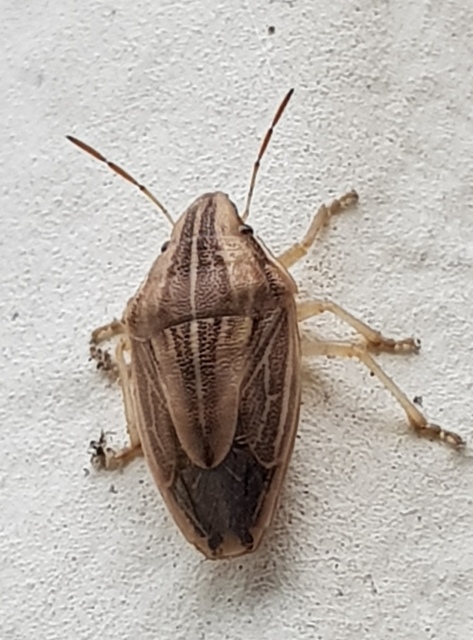 Aelia acuminata - közönséges szipolypoloska Aelia acuminata - közönséges szipolypoloska