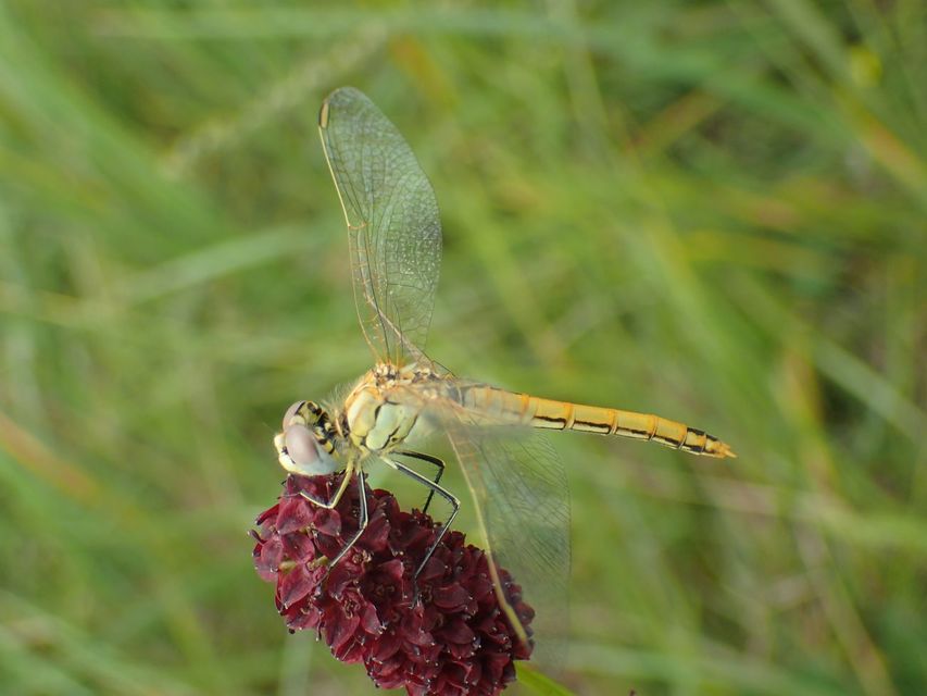 Sympetrum fonscolombii - vándor katona-szitakötő