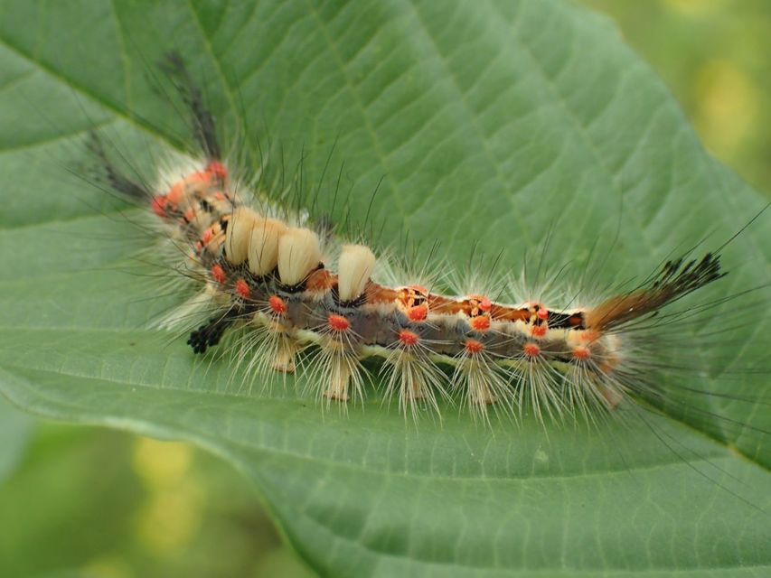 Orgyia antiqua - rozsdabarna kisszövő