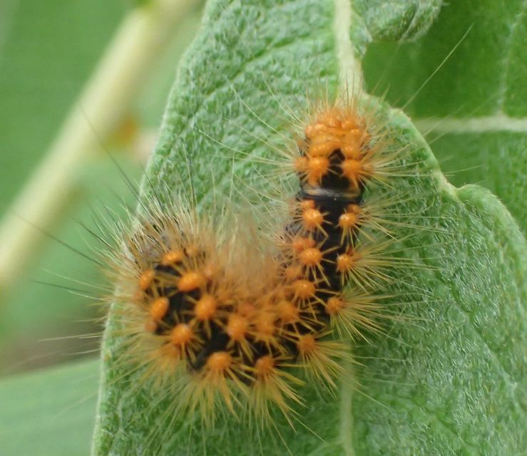 Acronicta auricoma - aranyos szigonyosbagoly