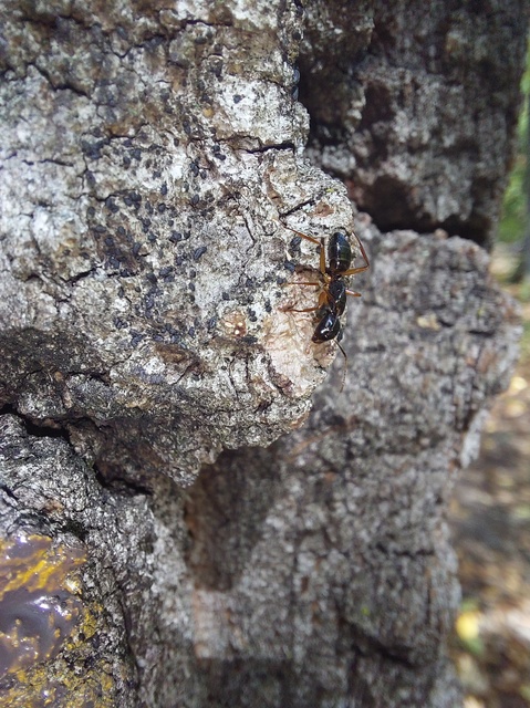 Camponotus tergestinus - sárgalábú lóhangya