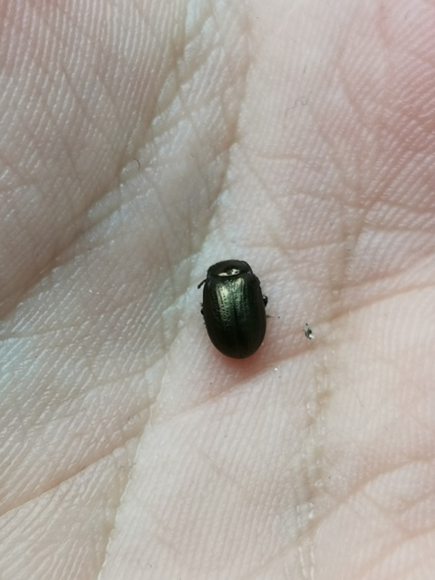 Chrysolina marginata - nyúlánk szegélyeslevelész