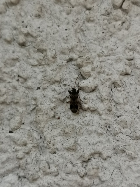Scolopostethus Scolopostethus