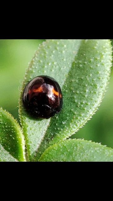 Chilocorus bipustulatus - szalagos szerecsenkata