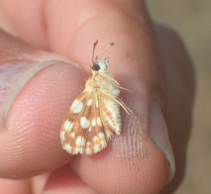 Spialia orbifer - törpe busalepke