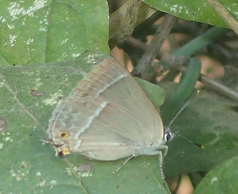 Neozephyrus quercus - tölgyfalepke