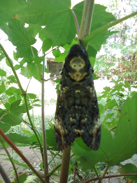 Acherontia atropos - halálfejes lepke