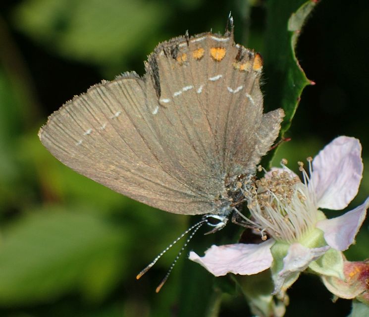 Satyrium ilicis - tölgyfa-csücsköslepke