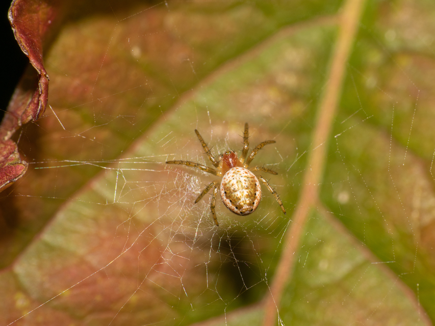 Araniella