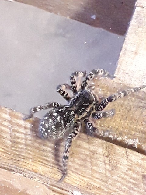 Lycosa singoriensis - szongáriai cselőpók