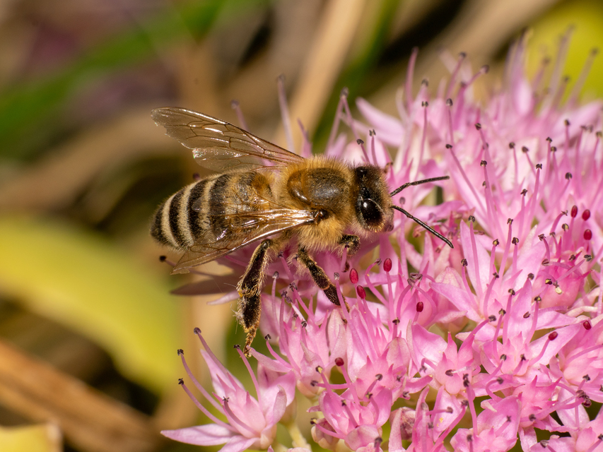 Apis mellifera - háziméh