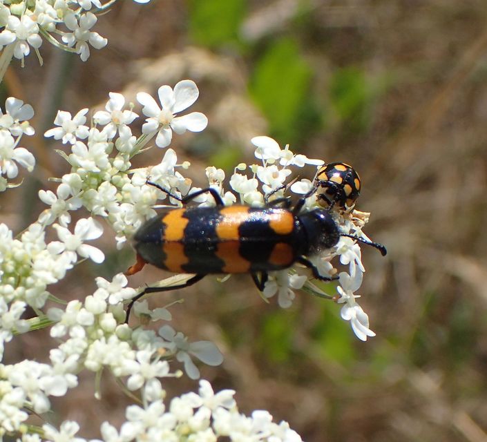 Mylabris variabilis - szalagos hólyaghúzó Mylabris variabilis - szalagos hólyaghúzó