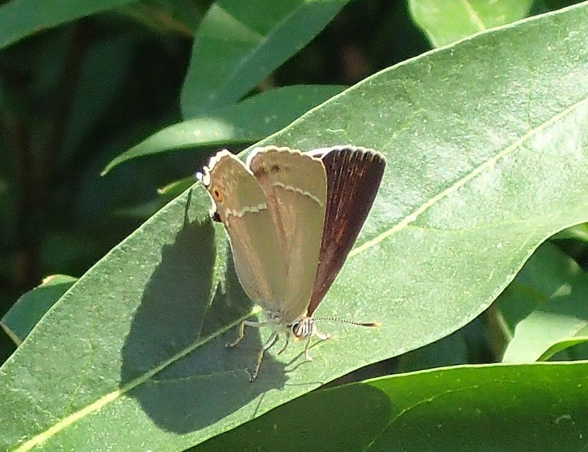 Neozephyrus quercus - tölgyfalepke