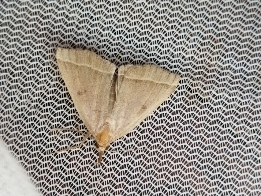 Pechipogo plumigeralis - tollascsápú karcsúbagoly